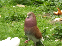 Columba livia domestica
