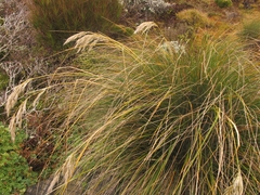 Chionochloa antarctica