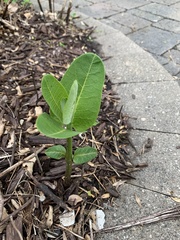 Asclepias syriaca