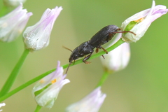 Dixus clypeatus