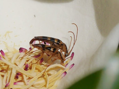 Strangalia luteicornis