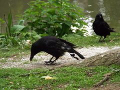 Corvus corone