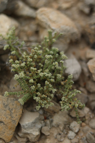 Herniaria fruticosa · iNaturalist