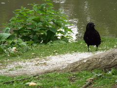 Corvus corone