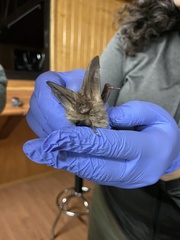 Corynorhinus mexicanus