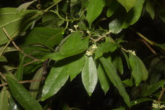 Cartrema americana