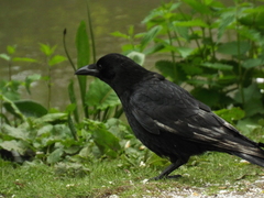 Corvus corone