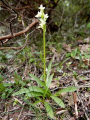 Dactylorhiza insularis