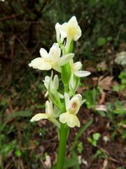 Dactylorhiza insularis