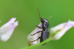 Dixus clypeatus