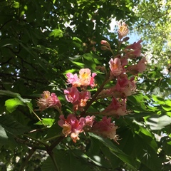 Aesculus × carnea