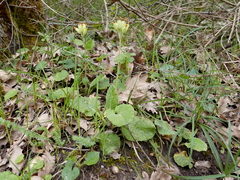 Primula veris