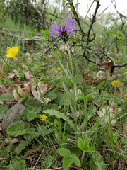 Centaurea graminifolia