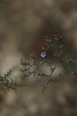 Limonium ruizii