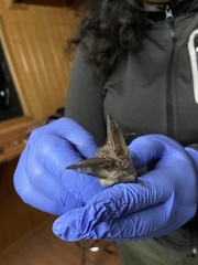 Corynorhinus mexicanus