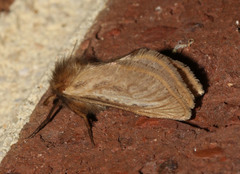 Fraus griseomaculata