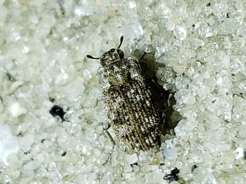Leichenum canaliculatum photo 4