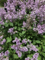 Syringa meyeri
