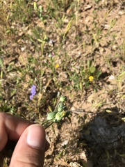 Blackstonia acuminata
