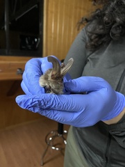 Corynorhinus mexicanus