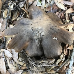 Tricholoma luteomaculosum