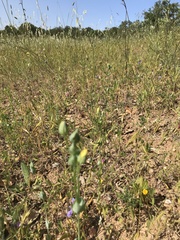 Blackstonia acuminata