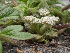Glehnia littoralis leiocarpa