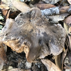 Tricholoma luteomaculosum