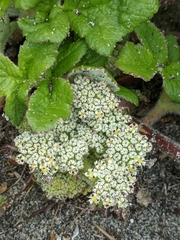 Glehnia littoralis leiocarpa