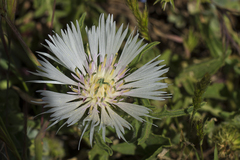 Centaurea pullata