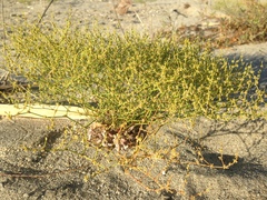 Eriogonum brachyanthum