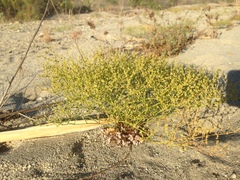 Eriogonum brachyanthum