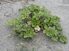 Glehnia littoralis leiocarpa