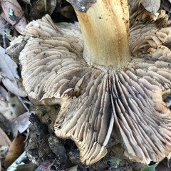 Tricholoma luteomaculosum