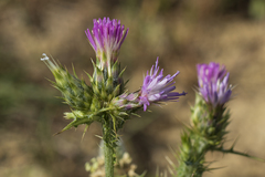Carduus tenuiflorus