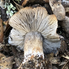 Tricholoma luteomaculosum