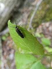 Schizotus cervicalis
