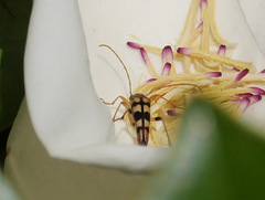 Strangalia luteicornis