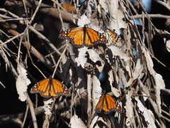 Danaus plexippus