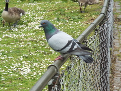 Columba livia domestica
