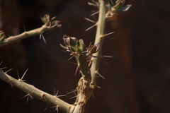 Cylindropuntieae