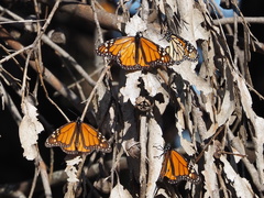 Danaus plexippus