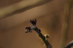 Cylindropuntieae