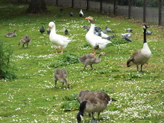Branta canadensis