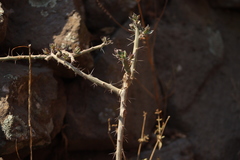 Cylindropuntieae