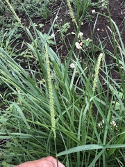 Setaria macrostachya