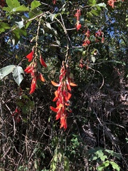 Camptosema spectabile