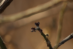 Cylindropuntieae