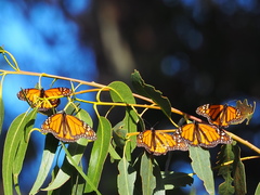Danaus plexippus
