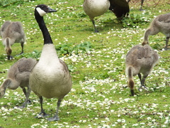 Branta canadensis